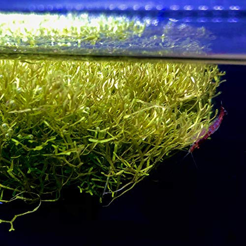 Riccia Fluitans Crystalwort Live Aquatic Plant for Aquarium