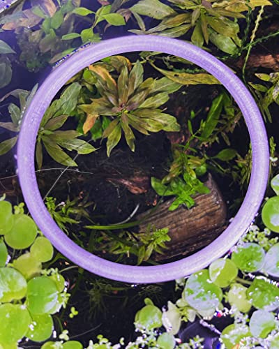 Aquarium Feeding Ring Translucent (5 Inch)