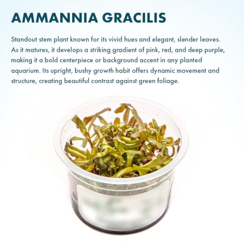 SubstrateSource Live Plant - Ammannia Gracillis Tissue Culture Aquatic Live Aquarium Plant - 100% Snail Free in Vitro Cup (Ammannia Gracillis) - color: Ammannia Gracillis