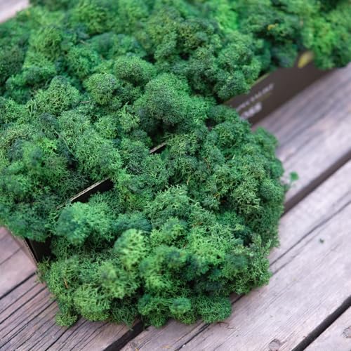 Preserved Reindeer Moss Natural Green DIY Kit Gardenning Art Wall Decor Florist Decor Easter Table Decor Wedding - color: Green, size: 0.85 lb