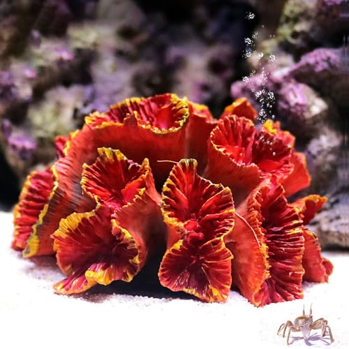 Besimple Aquarium Coral Ornaments Decor Fish Tank Plants Decoration for Aquarium Landscape,Red - color: Red