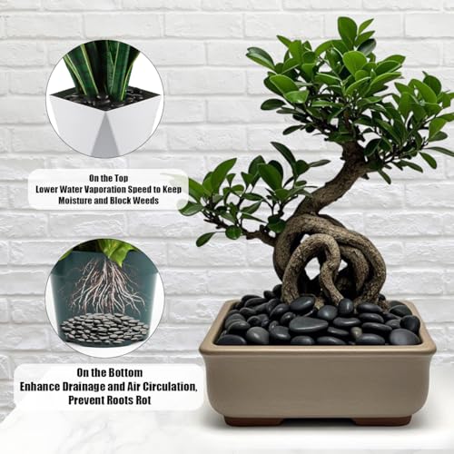 River Rocks 5 Lb, Pebbles for Indoor Plants 0.8"-1.5", Black Rocks for Outdoor Landscaping, Decorative Stones Vase Filler, Fish Tank, Fountain, Succulents, Flower Bed, Black - color: Black