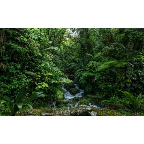 Tropical Rainforest Aquarium Background Tranquil Waterfall Majestic Dense Forest Fish Tank Background Scenic Jungle Mossy Rocks Terrarium Backgrounds Green Woodland Reptile Tank Backgrounds 24x16in - color: Green, size: 24(W)x16(H)in