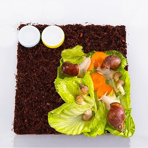 4 Pcs Hermit Crab Colorful Food Bowl Tarantula Water Bowl Spider Micro Ceramic Dish