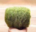 1 Oz Needle Felting Wool Batting in Moss Green, Dyed Wool for Wet Felting, Moss Green Wool Batting for Fiber Art, Soft Wool for Felting and Weaving, Fiber Art Supplies Moss Green Wool, DIY Craft