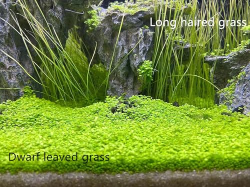 2 Pack Live Aquarium Plants S.e.e.ds - Dwarf Leaf and Long Hair Combo for Aquarium Fish Tank (0.35oz Each)