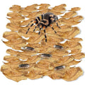 SunGrow 100 Pack Leaf Litter for Spider, Cricket & Isopod, Mini Catappa Dried Indian Almond Leaves, for Vivarium, Terrarium & Aquarium, Mimics Familiar Habitat & Perfect Hiding Spot, Terrarium Décor