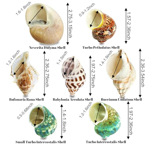 7PCS Medium Large Hermit Crab Shells | Natural Sea Conch Size 2"-2.8" | Mixed Turbo Seashells Set for Small to Medium Hermit Crab Supplies, Saltwater Crab Habitat and Beach Decor Sea Shells