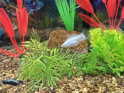 EcoBio-Block Natural Volcanic Rock for Aquarium Water Clarity & Balance — Low-Maintenance Alternative to Weekly Additives — for Freshwater Fish, Turtles, Shrimp & Frogs (Small, 8-16 gal) - size: 1 Pack, style: Small
