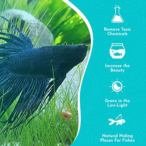 Dwarf Hairgrass Eleocharis - Freshwater - Medium-High Light