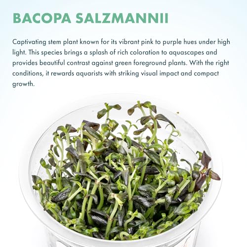 SubstrateSource Live Plant - Purple Bacopa (Bacopa Salzmannii) - Midground Stem with Violet Tones, Snail-Free in Vitro Aquarium Plant - Tissue Culture - color: Bacopa Salzmannii