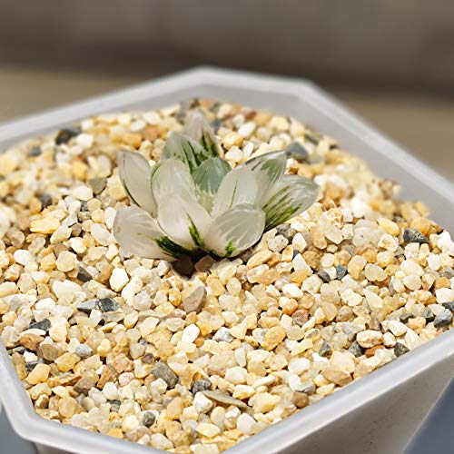 Coarse Sand Stone - Succulents and Cactus Bonsai DIY Projects Rocks, Decorative Gravel for Plants and Vases Fillers，Terrarium, Fairy Gardening, Natural Stone Top Dressing for Potted Plants. - size: 2 LB