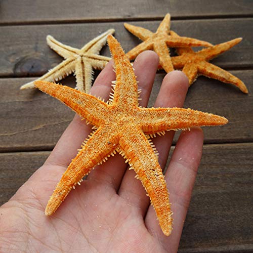 12 Extra Large Size Starfish - Tan Flat Sea Stars (3.3" - 4.3" / 85-110 mm), Beach Crafts, Wedding Invitations