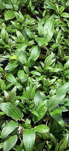 Marcus Fish Tanks - 3X Cryptocoryne Wendtii Green Pots Crypt Wendtii Easy Live Aquarium Plants for Aquatic Freshwater Fish Tank