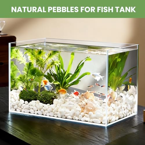 Snow White Polished River Rocks, 5/8 Inch Natural Decorative Pebbles for Fish Tank, Vase Fillers, Indoor Plants & Garden Landscaping,White Stones for Crafts, Succulents, Home Decor-6LB - size: 6lb, style: white