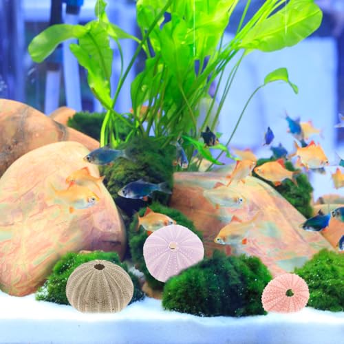 POPETPOP 6Pcs Natural Sea Urchin Shell Air Plant Holders 2.16In Miniature Flower Pots Aquarium Landscape Tabletop Decor Versatile Indoor Outdoor Planters