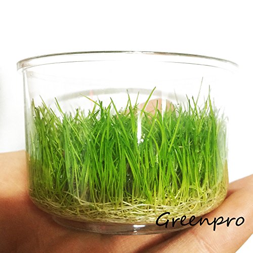 Dwarf Hairgrass Live Aquarium Plants Tissue Culture Cup Freshwater Fish Tank Decorations