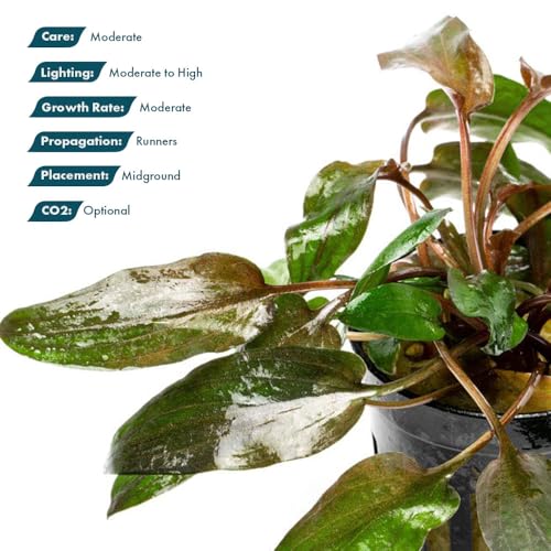 SubstrateSource Live Plants - Cryptocoryne Wendtii 'Florida Sunset' (Cryptocoryne wendtii) - Medium to High Light, Pink-White Accent for Midground Freshwater Aquarium Aquascaping - Pot - color: Florida Sunset, size: Pot