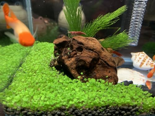 3 Pack Aquarium Plant s-e-e-d. Mini-Leaf 30gram. not Plastic Carpet Decor Decoration not Artificial YZ-AAA04