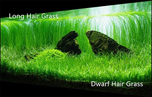 3 Aquarium Plants Set, (0.36ozTiny+0.36oz Long+0.36oz Short) Fresh Water Replacement for artificial, not Plastic, 3 types (0.36ozTiny+0.36oz Long+0.36oz Short) 28ABC, Green