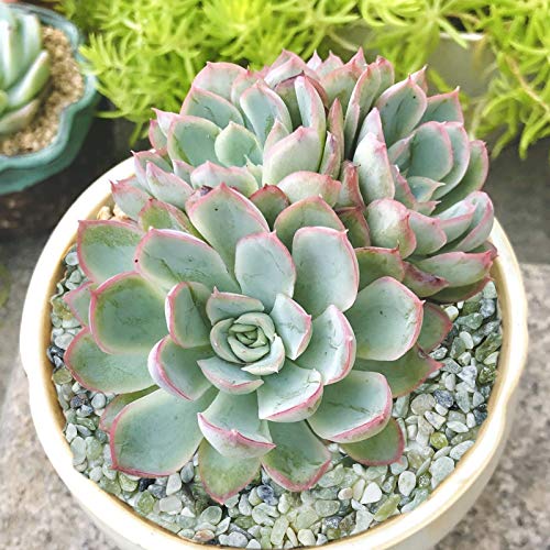 5LB Succulent and Cactus Bonsai DIY Rocks, Jade Bean Pebbles, Natural Decorative Polished Stones Vase Fillers Gravel for Plants，Terrarium , Fairy Gardening, Indoor Outdoor Decor Ornamental Stones. - size: 5 LB
