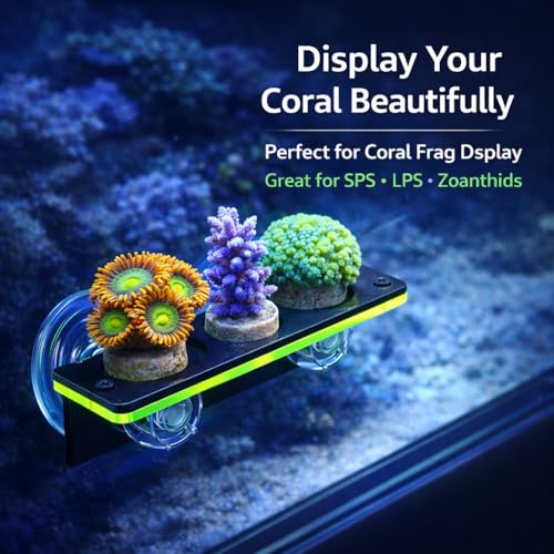 kcrygogo Coral Frag Holder Acrylic Coral Rack with Powerful Double Suction Cup and Placstic Screws Suitable for Household Fish Tanks (2pcs 3 Plug Hole,Fluorescent Green and Orange)