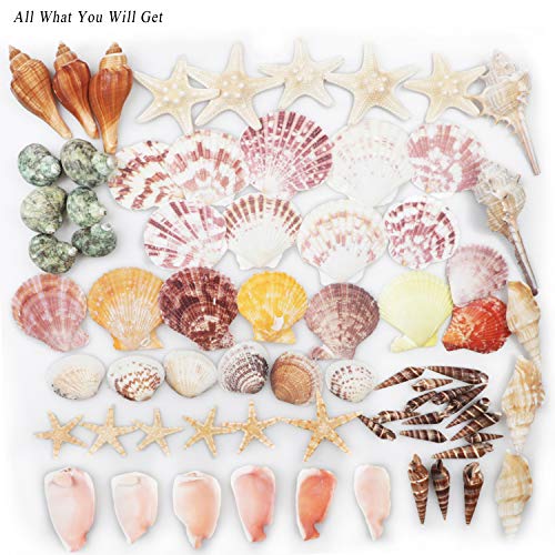 Sea Shells Mixed Beach Seashells 9 Kinds 1.2"-3.5 "Various Sizes Natural Seashells and 2 Kinds of Natural Starfish for Beach Themed Party DIY Crafts Fishtank Vase Fillers Home Wedding Decorations - color: Various