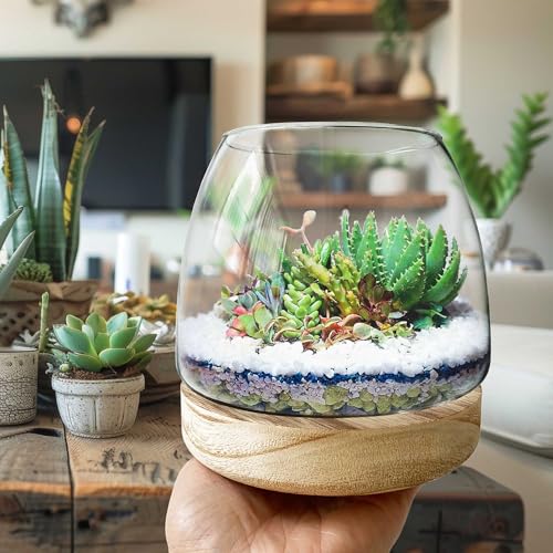 6 Inch Plant Glass Terrarium with Removable Wooden Base for Succulents Glass Bowl for Air Plant Cactus Moss (Plants not Included)