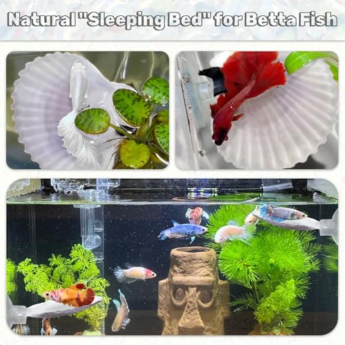 3PCS Betta Hammock Shells, Natural Small Fish Tank Decorations, Betta Fish Tank Accessories, Aquarium Decorations, Aquarium Hideout Habitat for Sleeping Resting Hiding Playing (Purple) - color: Purple
