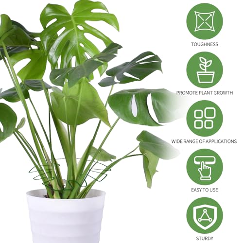 Spiritlele 5 Pcs Green Plant Stem Support Holder Set Monstera Plant Support Clamp Growth Accessories for Indoor Plants Small - color: Green, size: 5.5x5.1inch