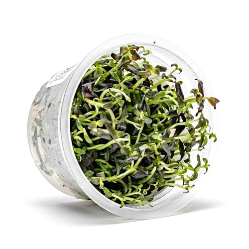 SubstrateSource Live Plant - Purple Bacopa (Bacopa Salzmannii) - Midground Stem with Violet Tones, Snail-Free in Vitro Aquarium Plant - Tissue Culture - color: Bacopa Salzmannii