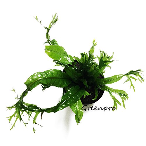 Microsorum Pteropus Windelov Java Fern Lace Potted Freshwater Live Aquarium Plants Decoration Fish Tank by greenpro
