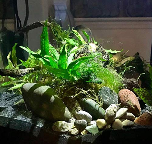 Java Fern Planted on Driftwood Microsorum Pteropus Freshwater Easy Low Light Live Aquarium Plant Decorations 3 Days Guarantee by Mainam