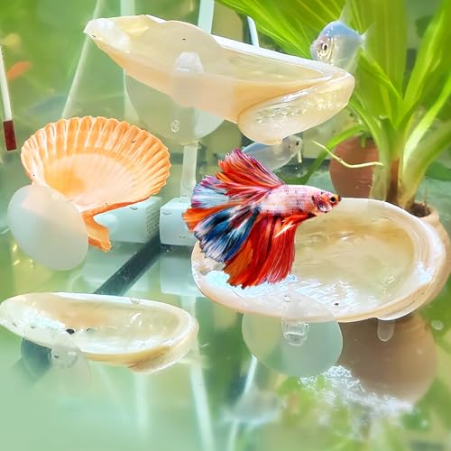 CAIJ 4 Pcs Betta Fish Resting Spot Shell Bed for Aquarium, Betta Hammock with Suction Cups, Natural Shell Habitat Designed for Betta, Fish Tank Accessories Decorations