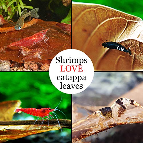 SunGrow 10 Pcs Catappa Indian Almond Leaves for Shrimp Aquariums, 4-7 Inches Long Leaf as Hiding Spot, Tannins Lowers Tank's pH, Softens Water, Enhance Spawning & Vitality Rate