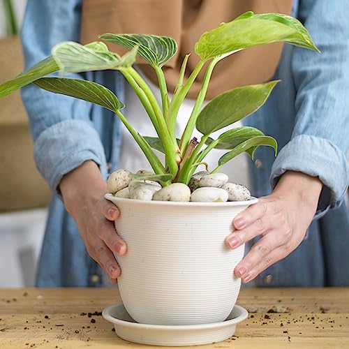 YISZM 5lbs White River Rocks, 2-3 Inch Natural Pebbles for Indoor Plants, High Polished Decorative Stones Vase Filler Fish Tank Aquariums Landscaping Garden Outdoor and Indoor DIY - color: White, size: 5 Pounds