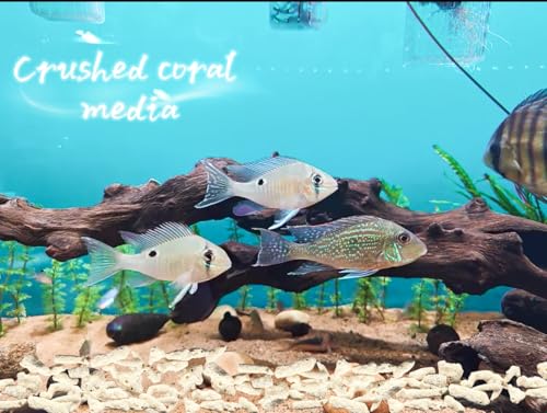 Crushed Coral Filter for Aquarium,Fish Tank Crushed Coral for Freshwater Aquarium PH Aquarium Bio Filter Media Bag