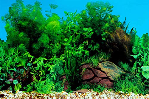 ELEBOX New 23" x 71" Fish Tank Background Stickers Wallpaper 2 Sided Seaweed Water Plants Aquarium Background Decoration - color: Sea Anemone, size: H:23.4"x L:71.7"
