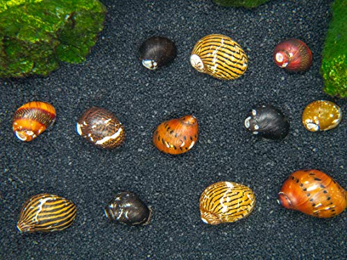 Aquatic Arts 3 Live B-Grade Nerite Snails | Aquarium Substrate Clearer/Scraper/Nano Tank Filter | Safe with Betta/Tetra/Guppy Fish - size: 3-SNAILS