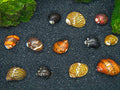 Aquatic Arts 20 Live B-Grade Nerite Snails | Freshwater Aquarium Control / Clearer | Safe in Tetra/Guppy/Betta Tanks - size: 20-SNAILS