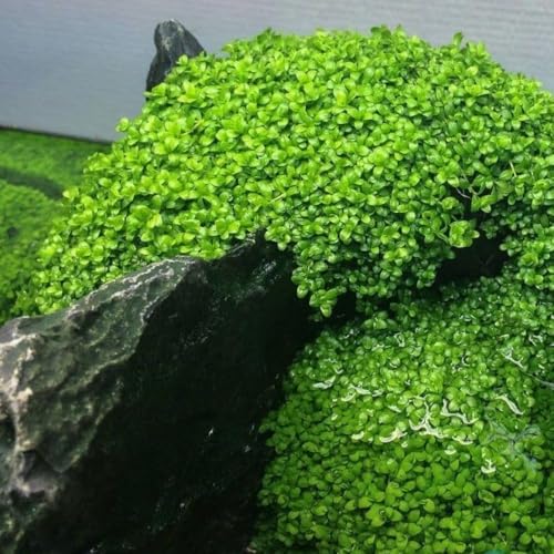 Freshwater Aquarium Decor, Easy Growing Dwarf Carpet for Fish Tank/Terrarium, Natural Aquatic Plant Growth Material – 1 Pack (Big Leaf)