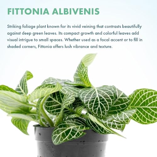 SubstrateSource Live Jungle Plants - Nerve Plant (Fittonia albivenis) - Low to Medium Light, Green with White Veins, Indoor Pot or Terrarium, Decorative Creeping Foliage - Pot - color: Fittonia Albivenis, size: Pot