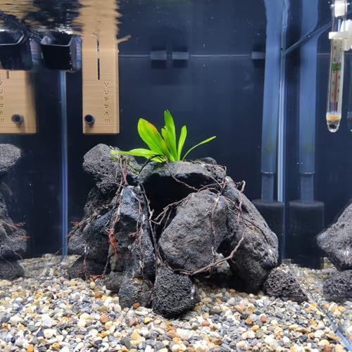 Black Lava Rocks 5lb Natural Volcanic Stone for Aquarium Fire Pit Succulent Planters Bonsai Garden Landscaping Decor,3 Pcs 4-6 inches - size: 5LB(3pcs)4-6in.