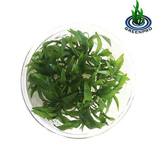 (Crytocoryne Wendtii Green Gecko) Live Aquarium Plants in Tissue Culture Cup Anubias, Cryptocoryne, Bucephalandra, Piptospatha Ridleyi and More 100% Pest Snail and Algae Free