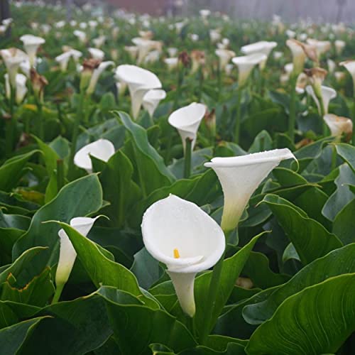 Calla Lily, a Great Live Pond Plant for Your Water Garden. Filters koi and Goldfish Ponds. Good for Bogs, Plant Shelf or Shallow Water This marginal Aquatic is a Real Beauty - color: Calla Lily