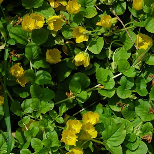 Chalily Creeping Jenny 'Green', a Great Live Pond Plant for Your Water Garden. Filters The koi and Goldfish Pond. Good for Bogs, Plant Shelf or Shallow Water This marginal Aquatic is a Real Beauty - color: Creeping Jenny 'green'