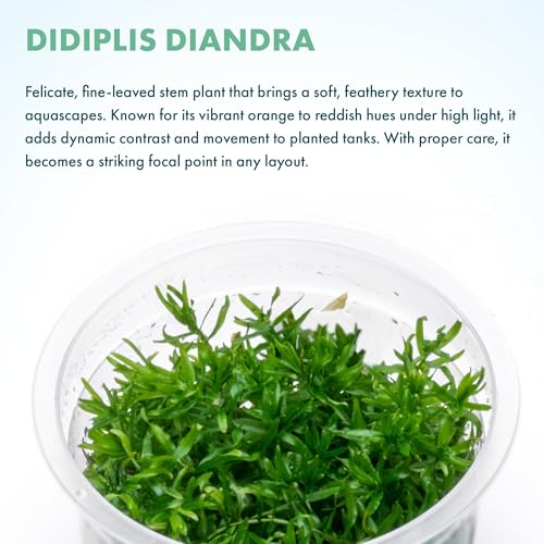 SubstrateSource Live Plant - Peplis Diandra (Didiplis Diandra) - Foreground Stem with Bright Green and Orange Hues, Snail-Free in Vitro Aquarium Plant - Tissue Culture - color: Didiplis Diandra