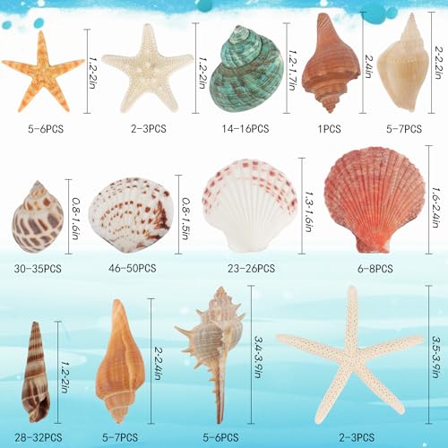 Fangoo 1.5 LB Mixed Sea Shells, 130+ PCS Beach Seashells Starfish Oyster Shells Various Sizes Ocean Seashells for Fish Tank Vase Fillers Beach Theme Party Wedding Decor DIY Crafts Home Decorations - color: Colorful-1