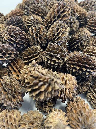 Alder & Casuarina Cones Betta Shrimp Tank Promotes Natural Habitat, Breeding, Tannin Producing Improves Immunity, Easy to Use, by Awesome Aquatic (50 Pack Casuarina) - size: 50 Pack Casuarina