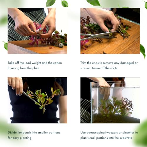SubstrateSource Live Aquarium Stem Plants - Freshwater Aquatic Plant for Fish Tanks, Aquascaping - (Water Wisteria Hygrophila Difformis, 1 Bunch) - color: Hygrophila Difformis / Water Wisteria, size: Lead Bunch - 1 Pack
